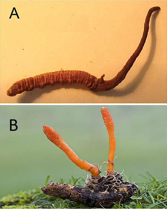 C. sinensis (A) e C. militaris (B)