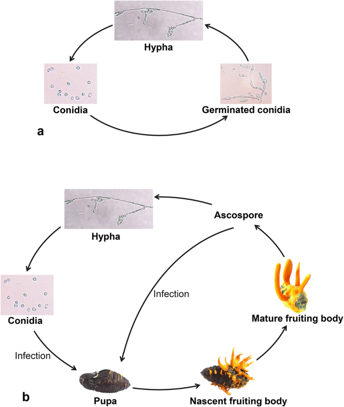 Ciclo vitale di Cordyceps