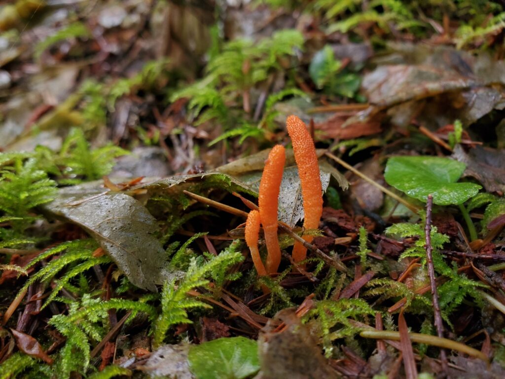 Cordyceps nella foresta tropicale