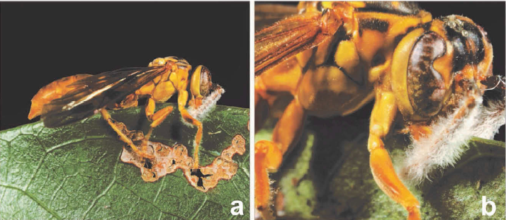 Ophiocordyceps humbertii che infetta una vespa