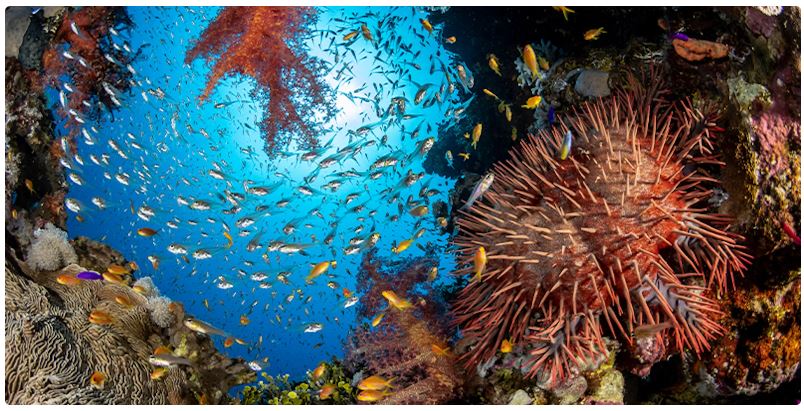 Coral Restoration per Giornata della Terra