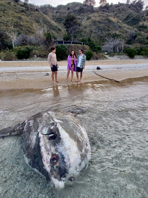 Pesce luna spiaggiato