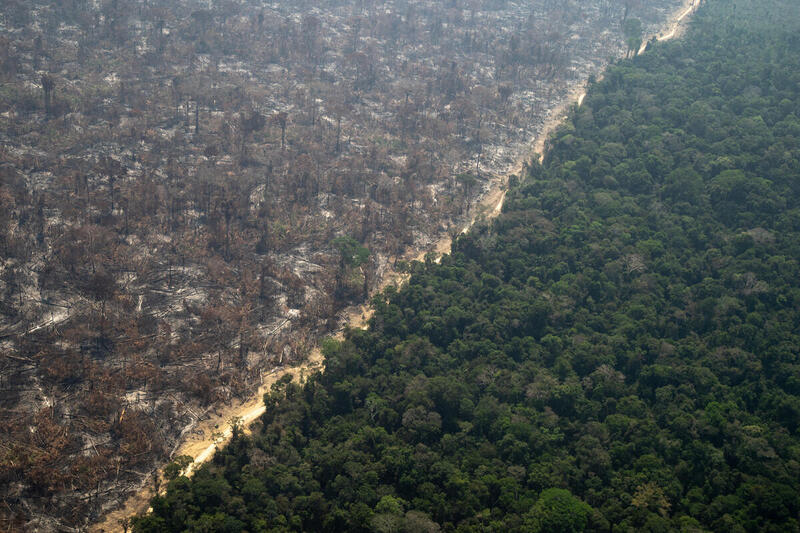 Foresta Amazzonica per la Giornata della Terra