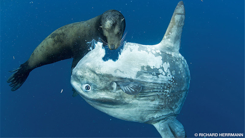 Pesce Luna predato da un leone marino