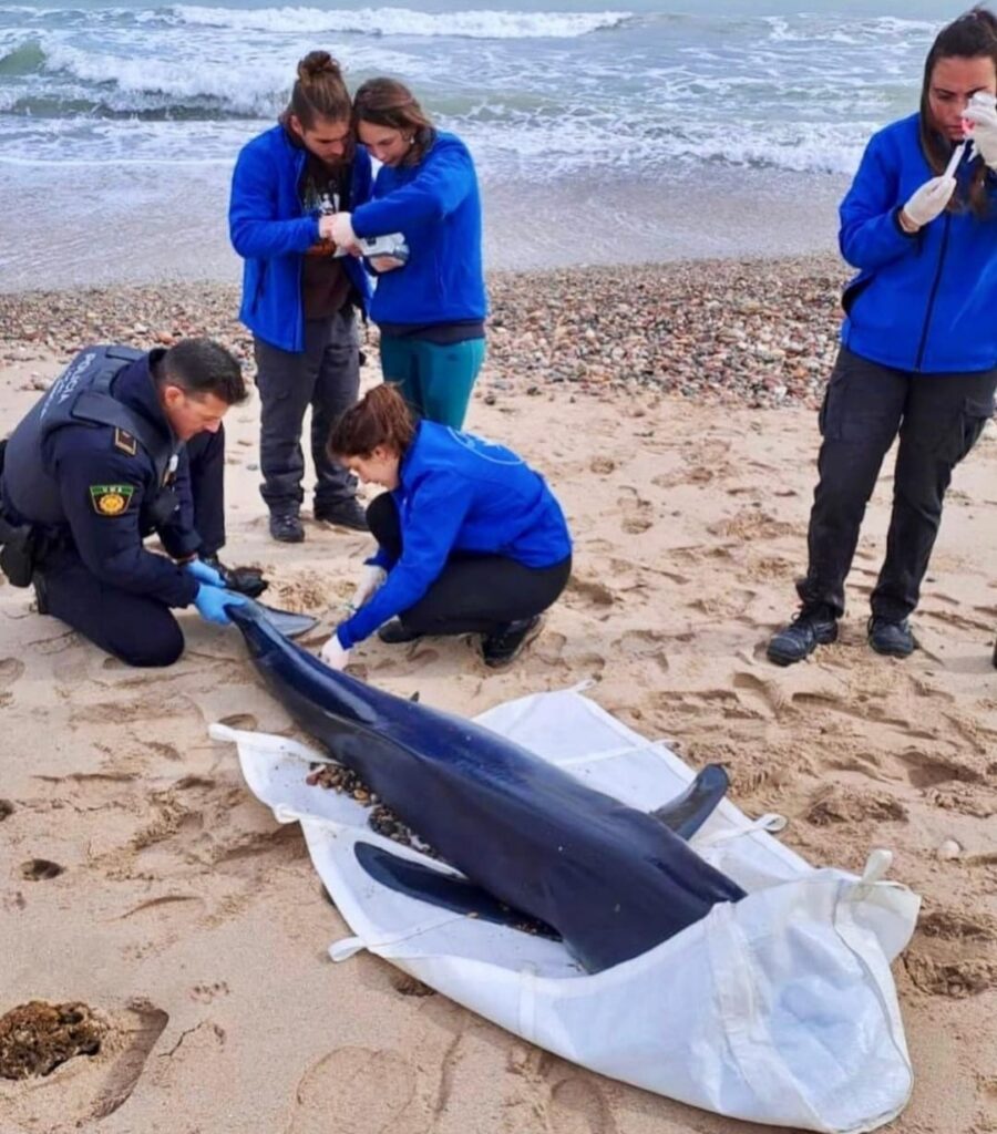 Una verdesca spiaggiata con ferite da pesca spada sulla testa, rinvenuta a Valencia. Nella foto il team della Fundación Oceanografic Valencia, e la polizia locale (Credits: Oceanogràfic Valencia)