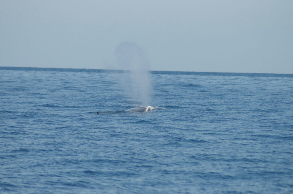 Foto di Centro Ricerca Cetacei, soffio di balenottera