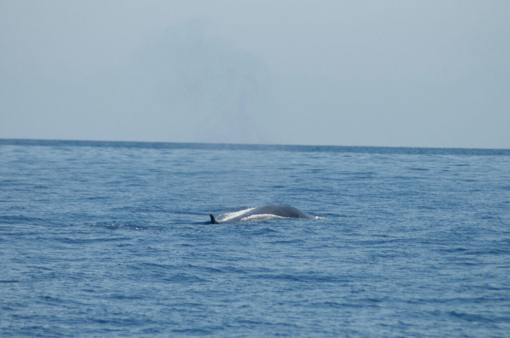 Foto di Centro Ricerca Cetacei, balenottera in emersione in mare