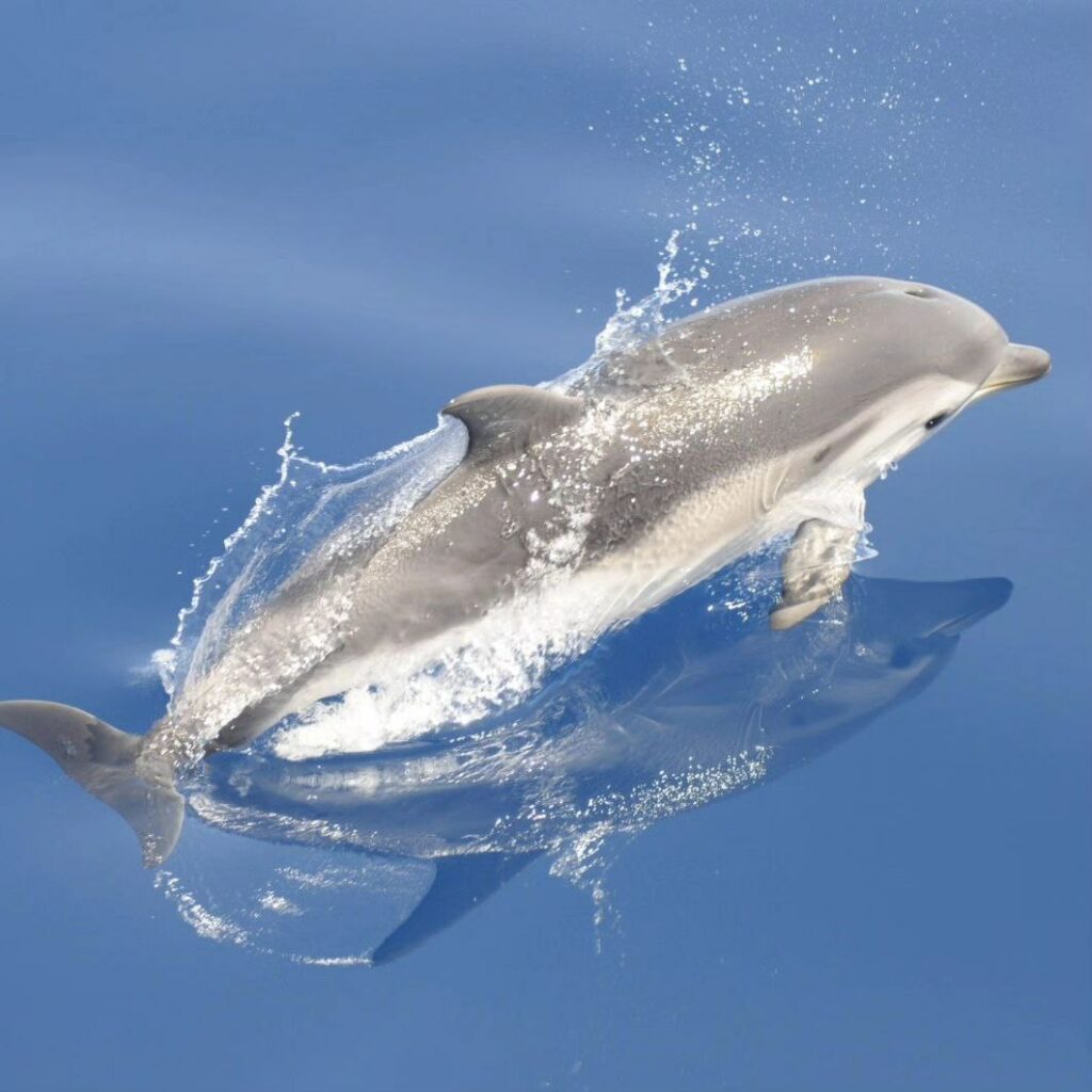 Foto di Centro Ricerca Cetacei, Stenella striata