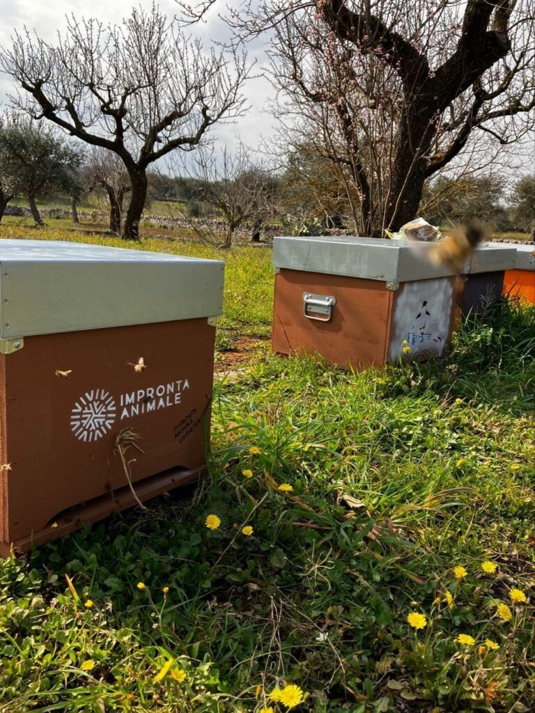 Arnia di Lato Verde con il simbolo di Impronta Animale 