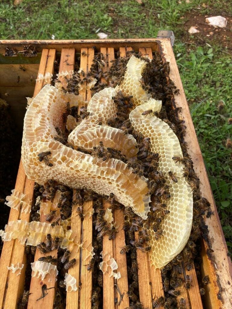 Le api a lavoro (Foto di Lato Verde)