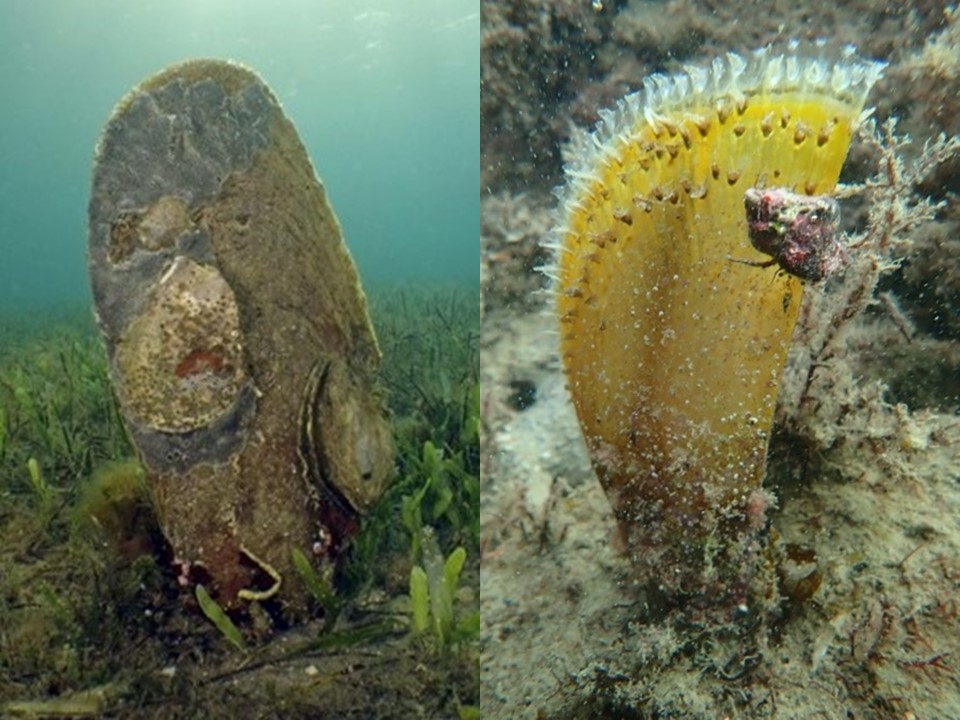 Individuo adulto (a sinistra) e giovanile (a destra) di Pinna nobilis