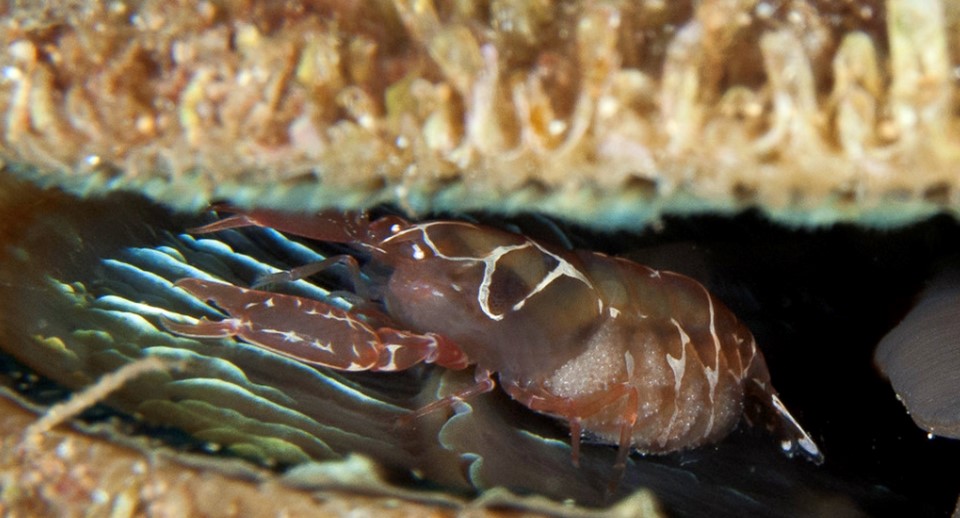 Pontonia pinnophylax visibile dall’apertura delle valve di Pinna nobilis