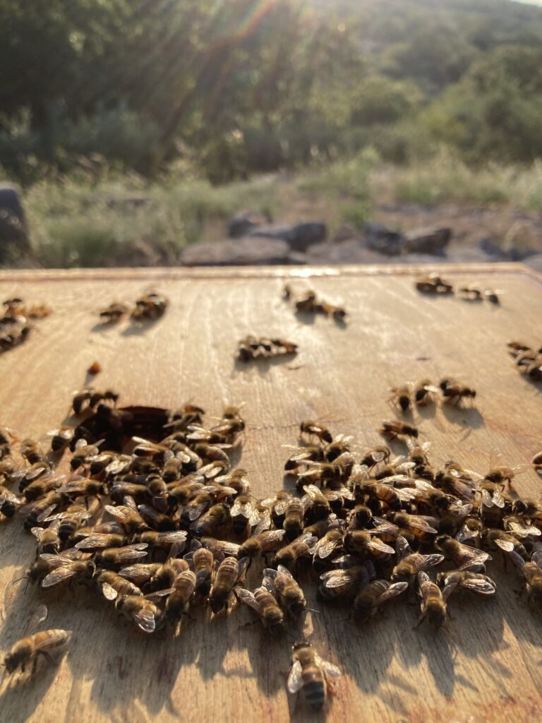 Apis mellifera, foto di Lato Verde