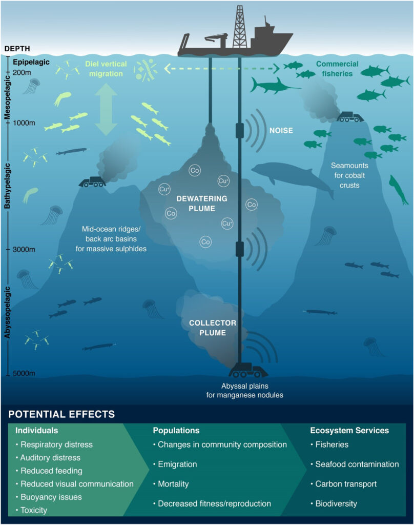 Potenziali impatti dell'attività mineraria in acque profonde: doi.org/10.1073/pnas.2011914117
Amanda Dillon di Drazen et al. 2020