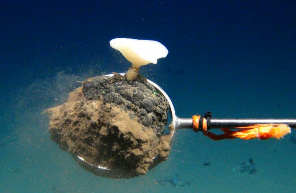 Un robot di ricerca controllato da GEOMAR, un istituto oceanografico tedesco, raccoglie un “nodulo polimetallico”, insieme alla spugna che ci è cresciuta sopra. FOTOGRAFIA DI ROV-TEAM, GEOMAR