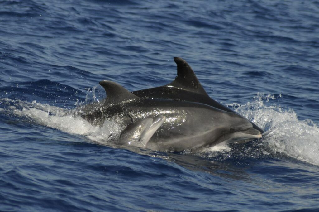 Foto di Centro Ricerca Cetacei