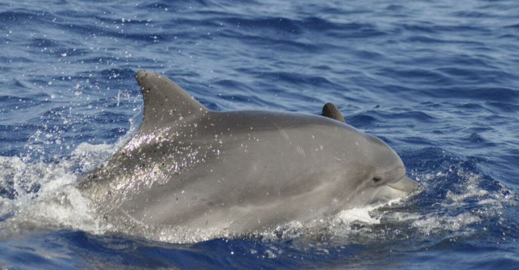 Foto di Centro Ricerca Cetacei