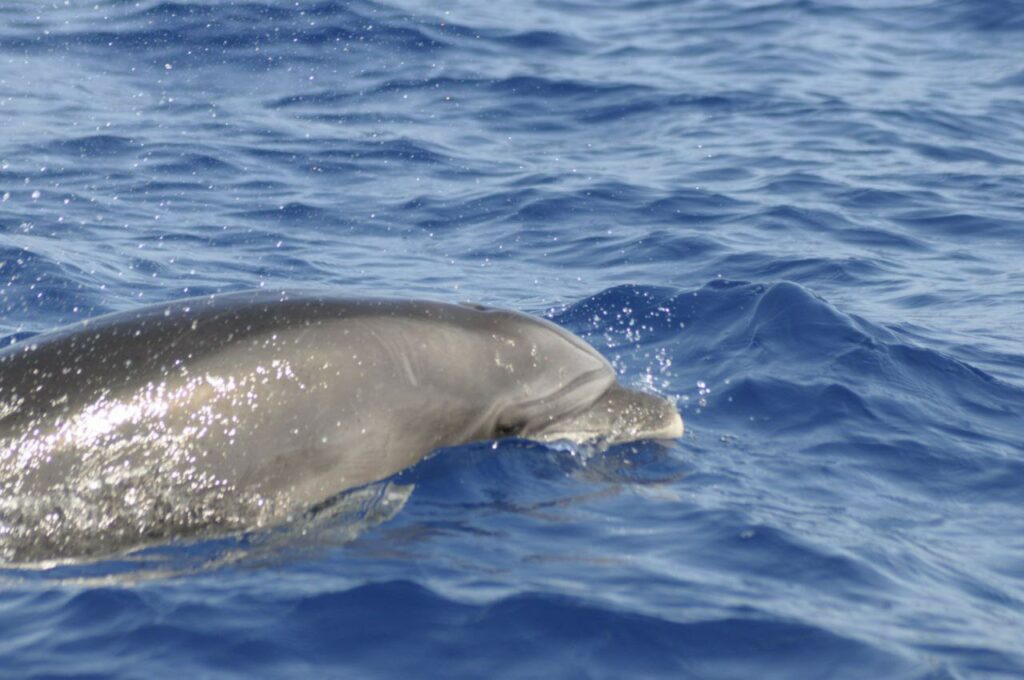 Foto di Centro Ricerca Cetacei, femmina di tursiope