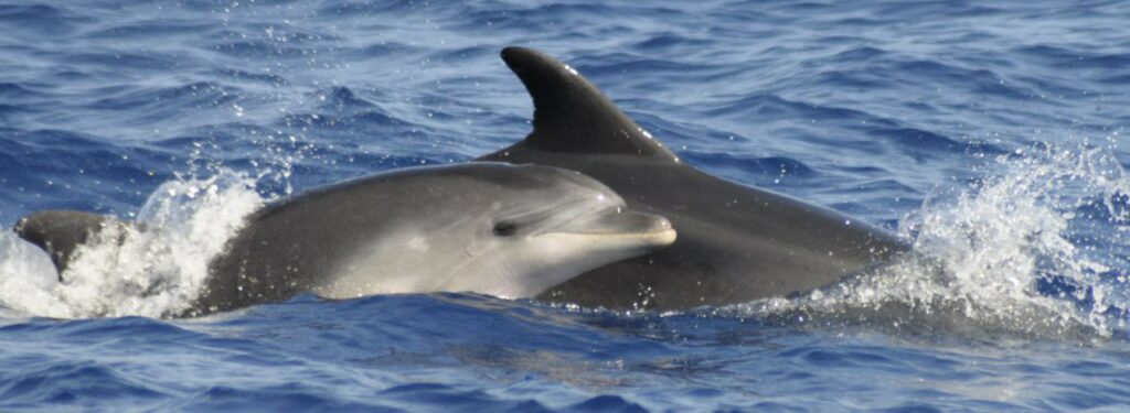 Foto di Centro Ricerca Cetacei, femmina con figlio