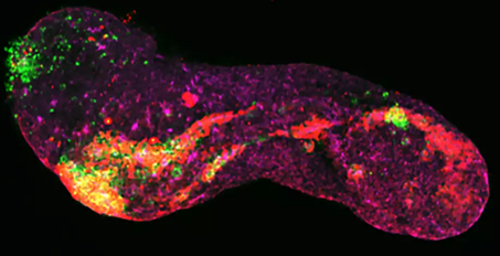 Gastruloide di topo
(López-Anguita et al., Development, 2022 / MPIMG)