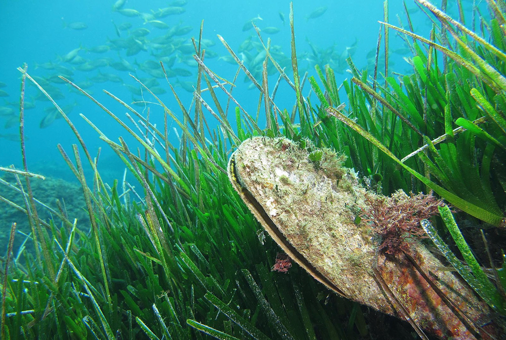 Una Pinna nobilis in una prateria di Posidonia oceanica. Foto credits: wikimedia commons