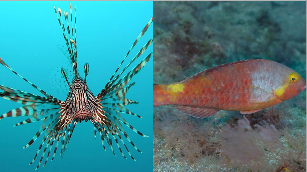 A sx Pterois miles (una specie aliena) e a dx Sparisoma cretense (una specie termofila)