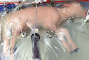 Rappresentazione di un utero artificiale, noto anche come "biobag", mentre sta aiutando gli agnelli prematuri a svilupparsi per settimane