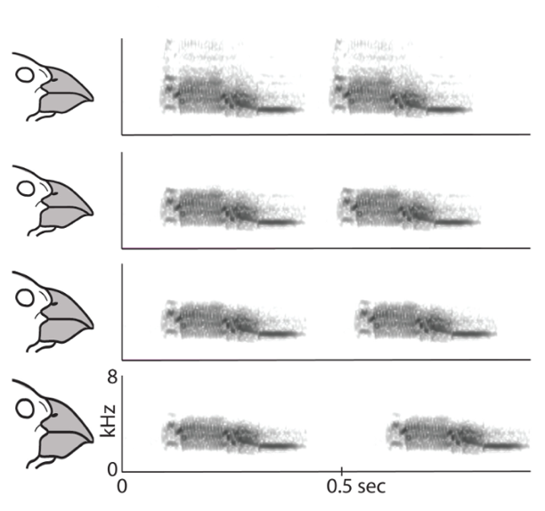 Figura 3. Ecological speciation in Darwin’s finches: Ghosts of finches future (Podos and Schroeder,2024)