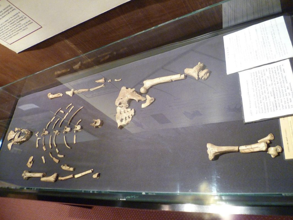 Lucy conservata nel Museo nazionale dell’Etiopia