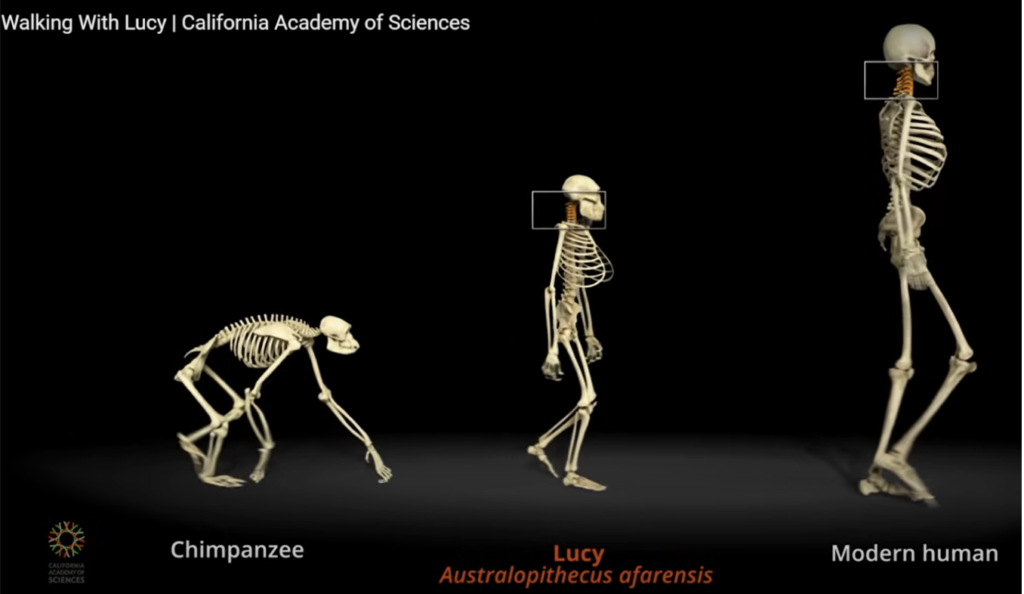 differenza anatomica tra lo scimpanzé, Lucy e l'uomo moderno