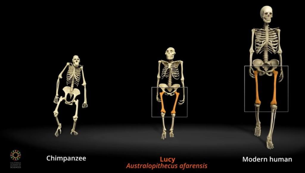 differenza anatomica tra lo scimpanzé, Lucy e l'uomo moderno 